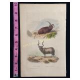 Buffon Hand Colored Engraving of Rams