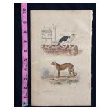 Buffon Hand Colored Engraving Chat Domestique & Le