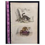 Buffon Hand Colored Engraving of Cats, 18th-19th C