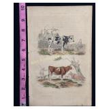 Buffon Hand Colored Engraving of Cows