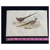 Buffon hand colored engraving of Le Faisan ï¿½ Colli