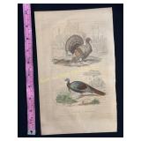 Buffon Hand Colored Engraving - Turkeys