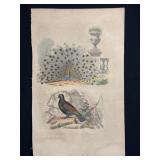 Buffon Hand Colored Engraving of Peacock and Caper