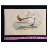 Buffon Hand Colored Engraving of Golden and Silver