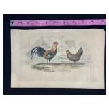 Buffon Hand Colored Engraving of Le Coq and La Pou