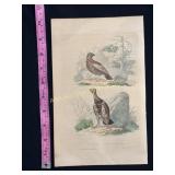Buffon hand colored engraving of Le Lagopede Birds