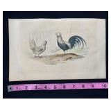 Buffon Hand Colored Engraving Poultry Mid-18th Cen