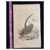 Buffon Hand Colored Engraving - L