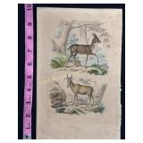 Buffon hand colored engraving of antelopes