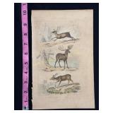 Buffon Hand Colored Engraving of Deer Species