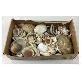 Collection of assorted seashells in box