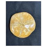 Fossilized Sand Dollar 2-7/8 Inches