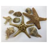 Collection of seashells and starfish