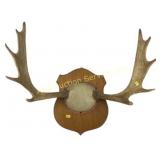 Moose antlers wall mount
