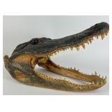 Real Alligator Skull With Open Jaw