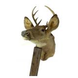 Deer Mount 8 Point