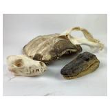 Turlte Shell, Animal Skull/Head and Shark