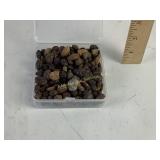 Small ammonite fossils