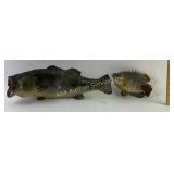 Taxidermy Largemouth bass and bluegill fish with