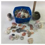 Abalone shell, shells, some broken