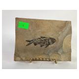 Fish fossil 7 inches x 5.25 inches