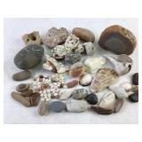 Natural Seashells, Coral, And Assorted Rocks