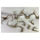 Deer Antlers with Various Sizes and Points