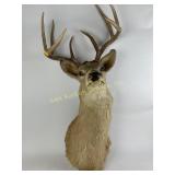 Deer Head