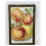 Framed Victorian chromolithograph apple fruit