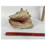Pink Conch Sea Shell