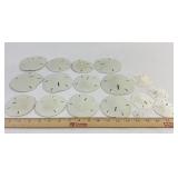 Sand Dollar Collection (16)