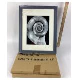 Framed Black White Spiral Shell Print (Three of th