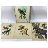 Vincent Bird Lithographs