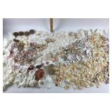 Sea Shells, Sea Urchins, Snail Shells