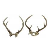 Deer Antlers With Skull Bases