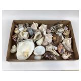 Sea Shells in Various Shapes and Colors