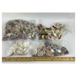 Seashells in Assorted Shapes and Sizes