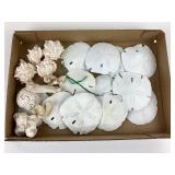 Decorative Sea Shells And Sand Dollars
