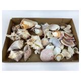Sea Shells In Various Shapes And Colors