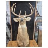Deer Mount 8 Point - Wear Showing Around Mouth &