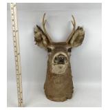 Mule Deer Taxidermy Shoulder Mount