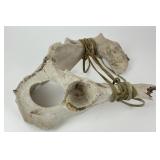 Large Animal Pelvis Wall Decor