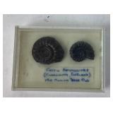 Fossil Ammonites Charmouth, England Cretaceous
