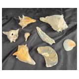 Marine Seashells, Conchs, and Fragments