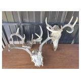 Deer Skull European Mounts With Antlers