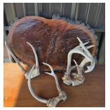 Mounted Polished Wood Slab With Deer Antlers