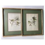 Framed Bird Illustrations by Carl Donner