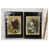Bald Eagle, Snowy Owl Lithograph Prints By Theodor