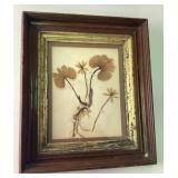 Framed Botanical Specimen Dated 1899