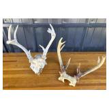 Deer Antlers on Skull Plates